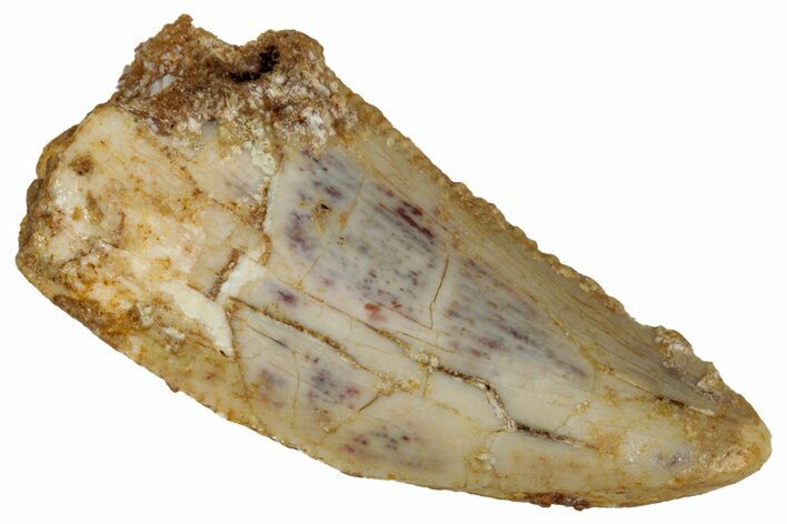 Serrated Raptor Tooth - Real Dinosaur Tooth #333372